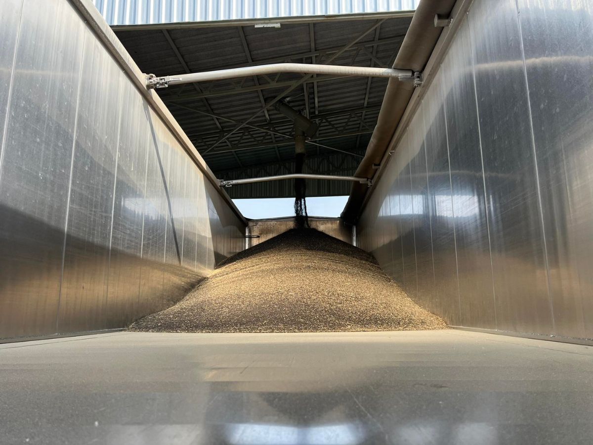 Ceny rzepaku 2025 – ile kosztuje tona rzepaku i czego można się spodziewać?