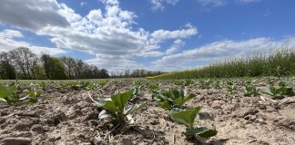 Bobik - plantacja w województwie wielkopolskim