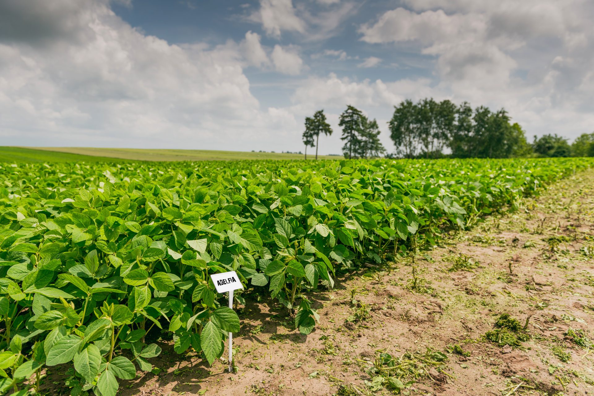 Soja – dobór stanowiska i odmiany oraz technologia siewu