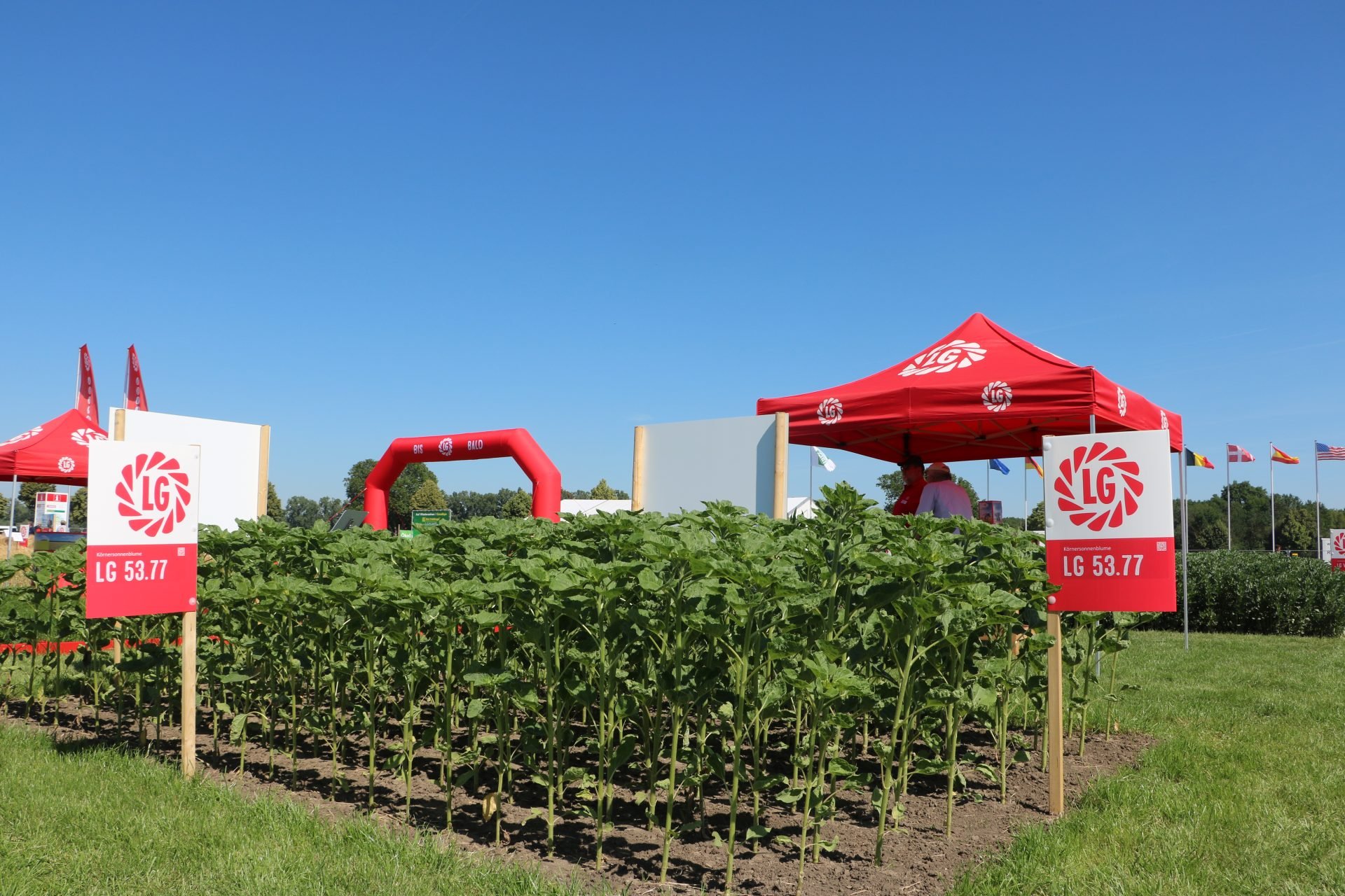 Uprawa i siew słonecznika – podstawowe informacje