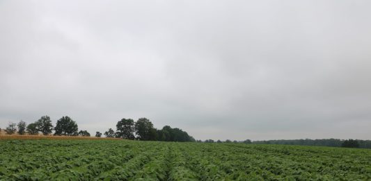 Soja - plantacja w południowej Polsce