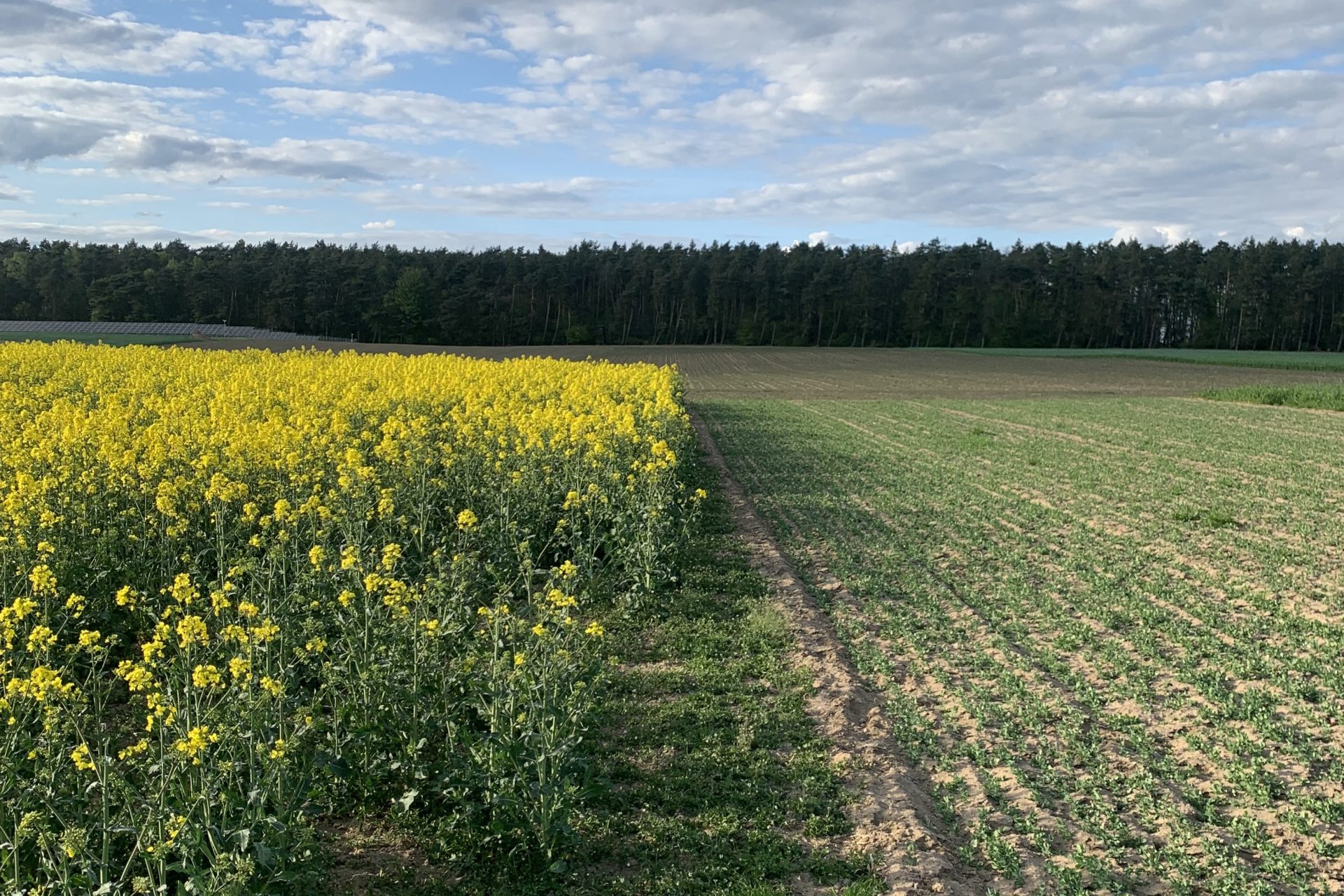 Odpowiedni płodozmian to wiele korzyści. Jak spełnić warunki ekoschematu „Zróżnicowana struktura upraw”?