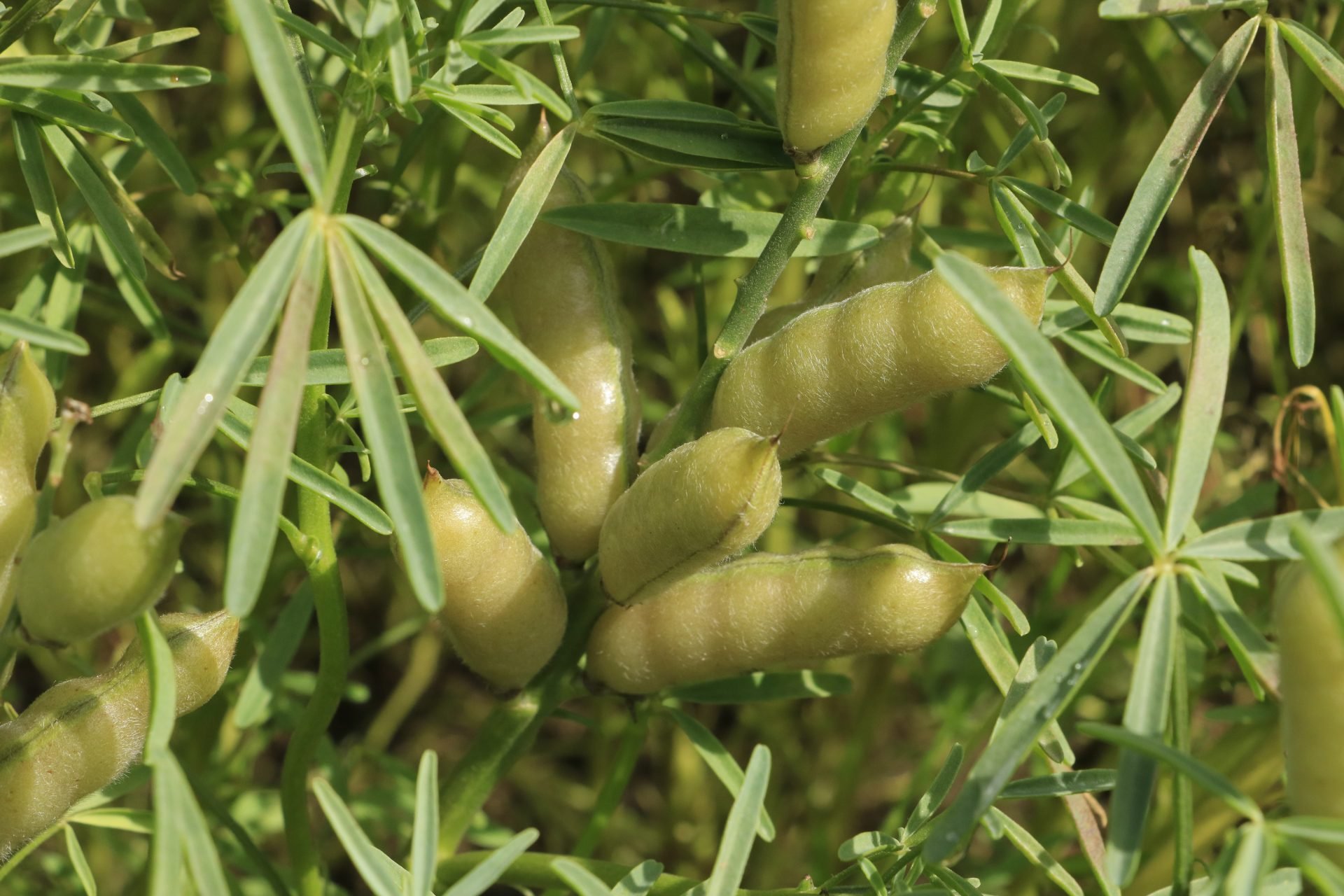 Łubin na nasiona – jak uprawiać i kiedy siać?