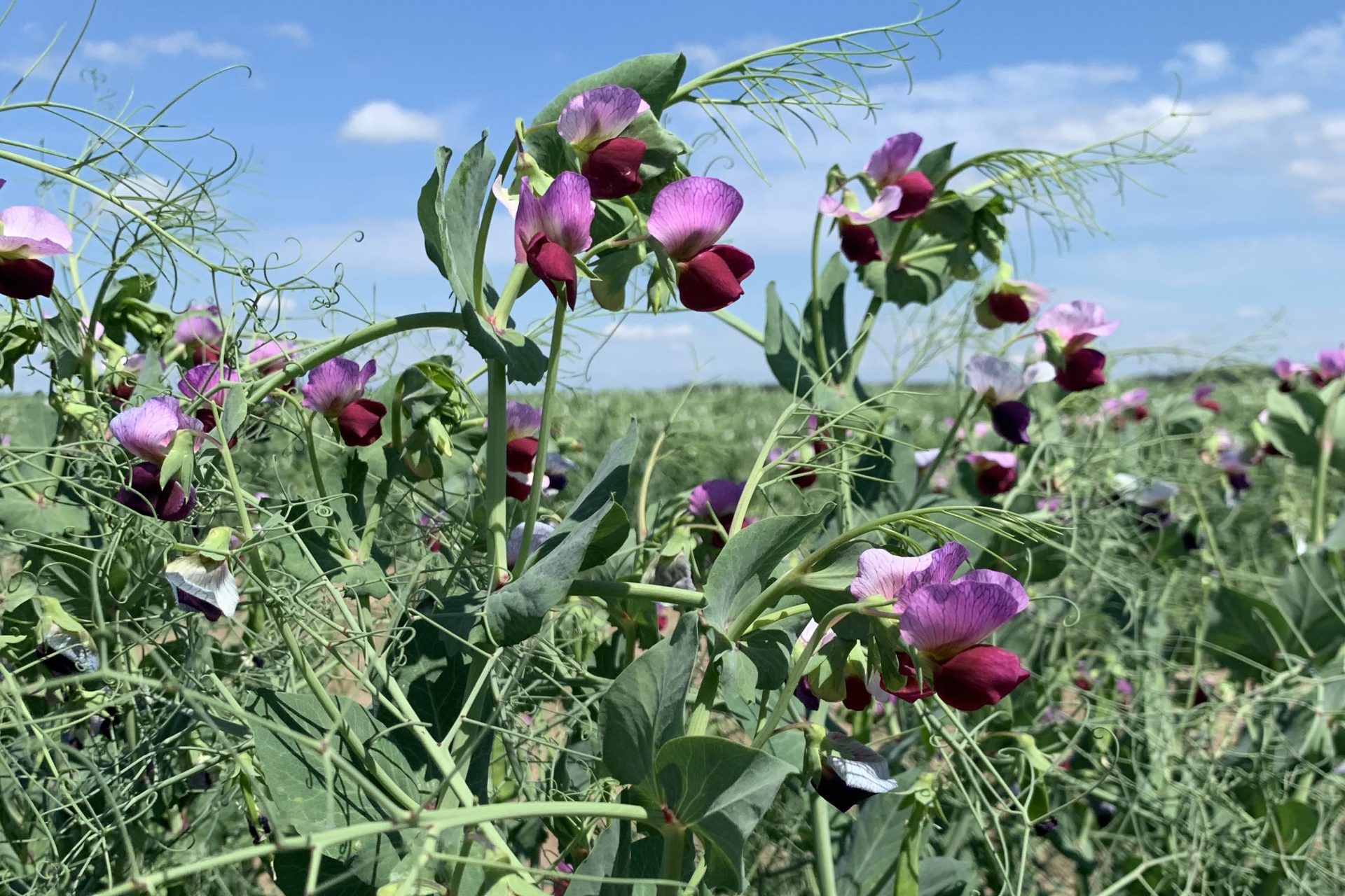 Groch jary – podstawowe zalecenia agrotechniczne