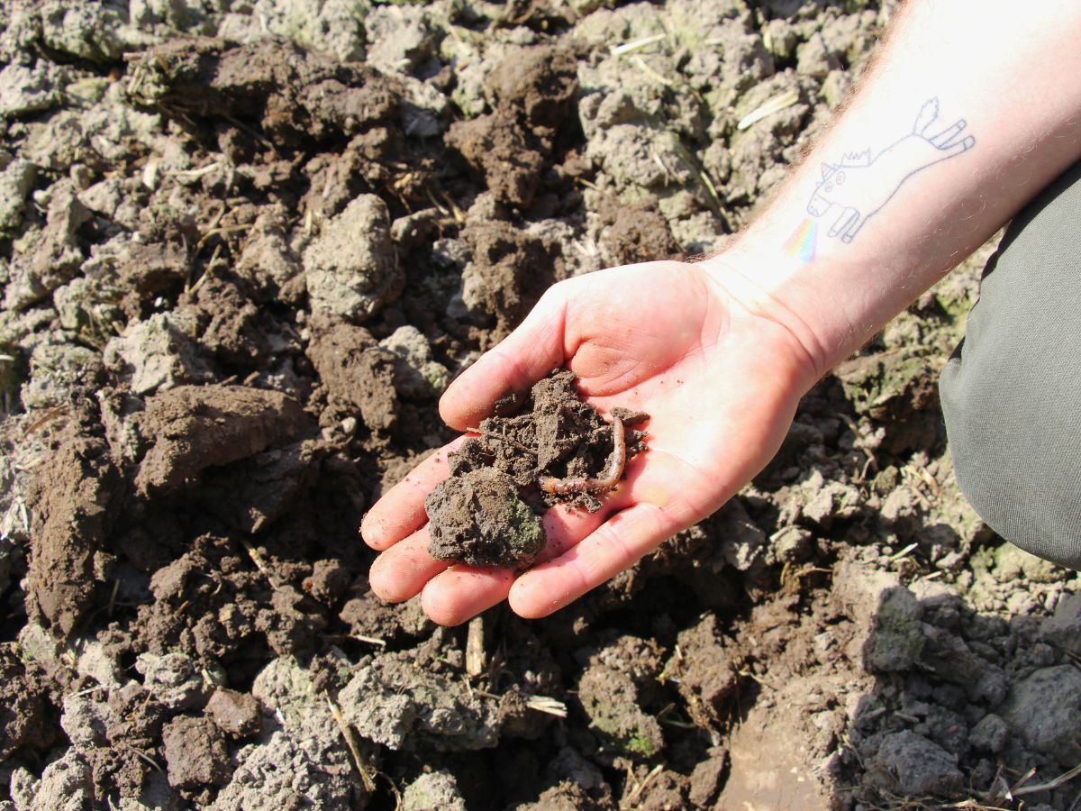 UE wprowadza pierwszą w historii dyrektywę o zdrowiu gleb. Co to oznacza dla rolników?