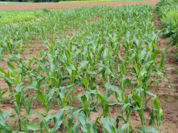 Nawozy siarkowe w uprawie kukurydzy