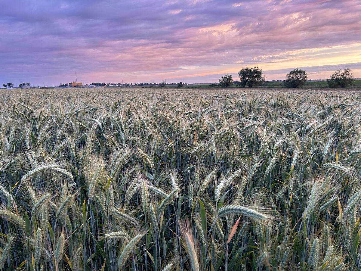 Ceny zbóż na koniec lipca – sprawdź, po ile pszenica, jęczmień i żyto