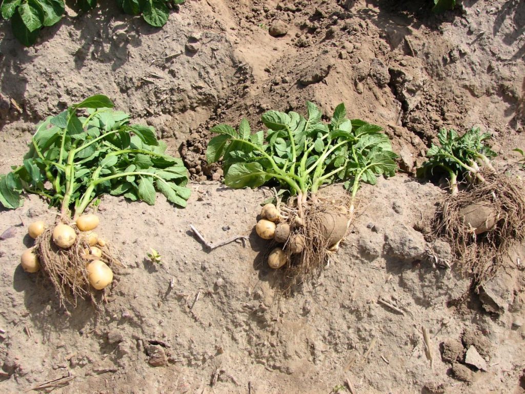 Sadzenie i uprawa ziemniaków