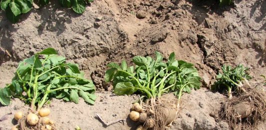 Sadzenie i uprawa ziemniaków