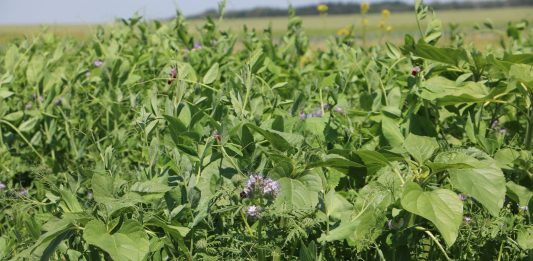 Poplony ścierniskowe