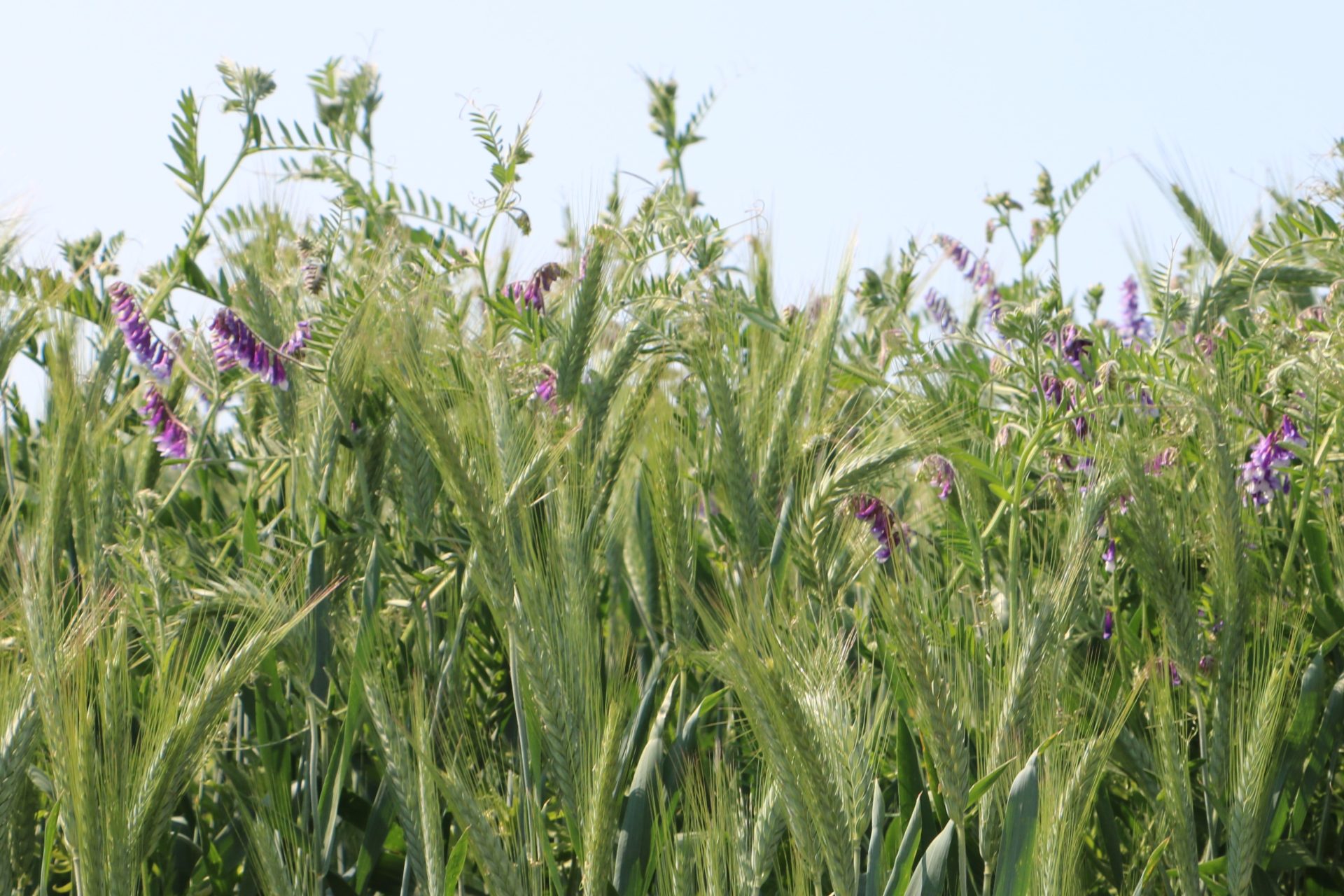 Czy warto zasiać międzyplon? Zdecydowanie tak! Sprawdź dlaczego