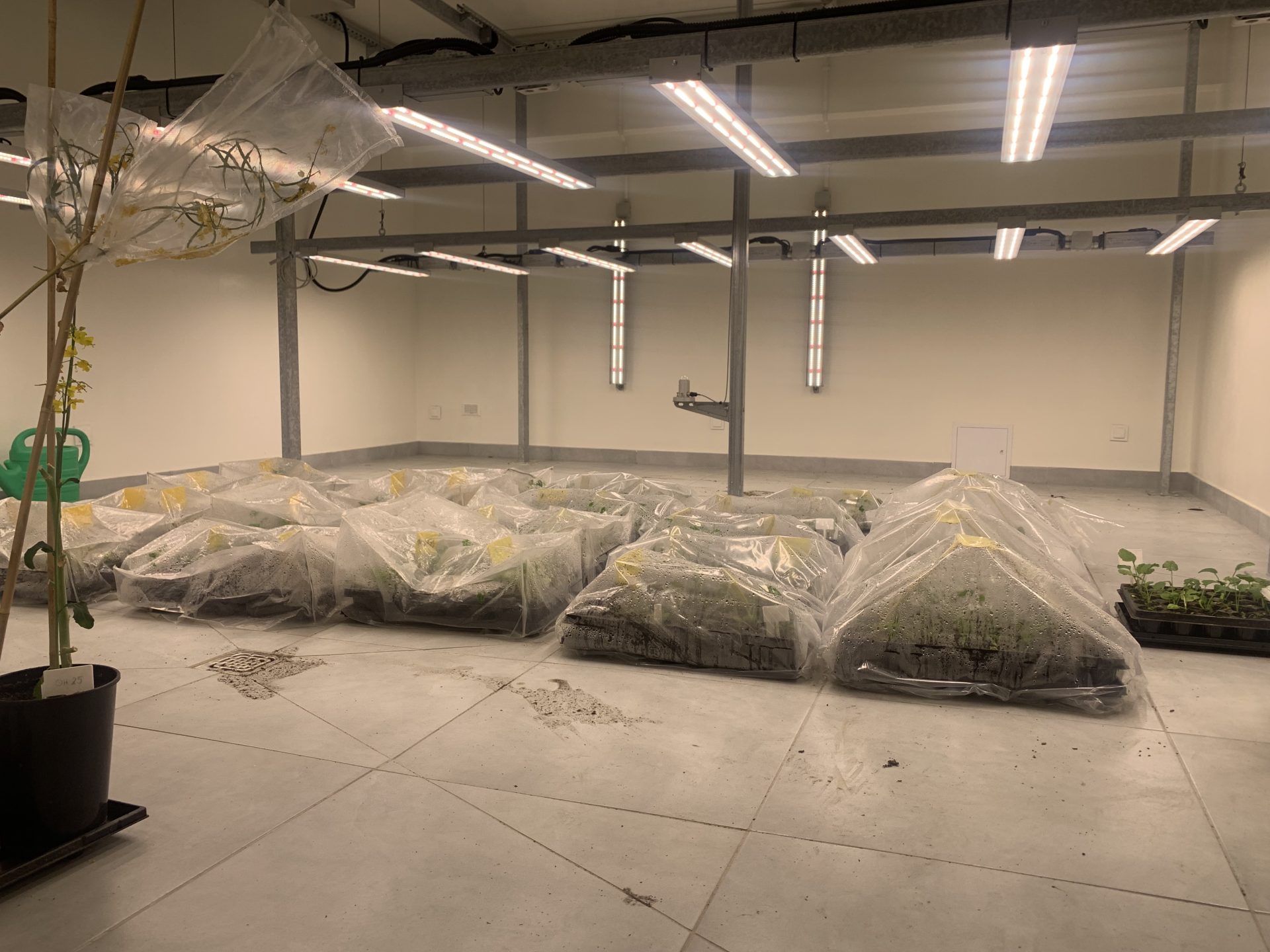 Trudna i kosztochłonna hodowla rzepaku ozimego. Czy warto postawić na polskie odmiany? 