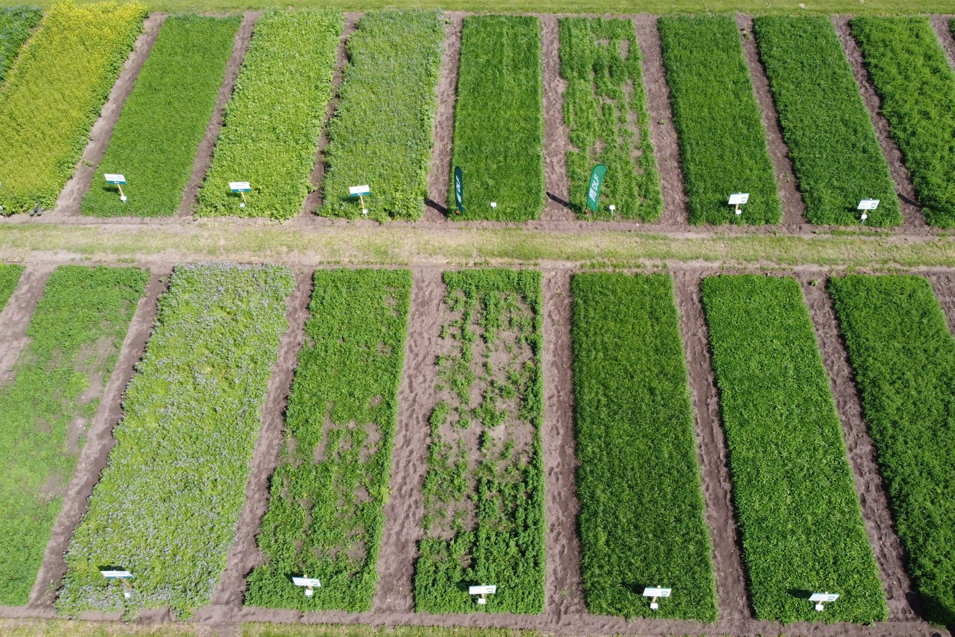 Poplony ścierniskowe – co i kiedy wysiać? Sprawdzamy 14 gatunków oraz gotowe mieszanki