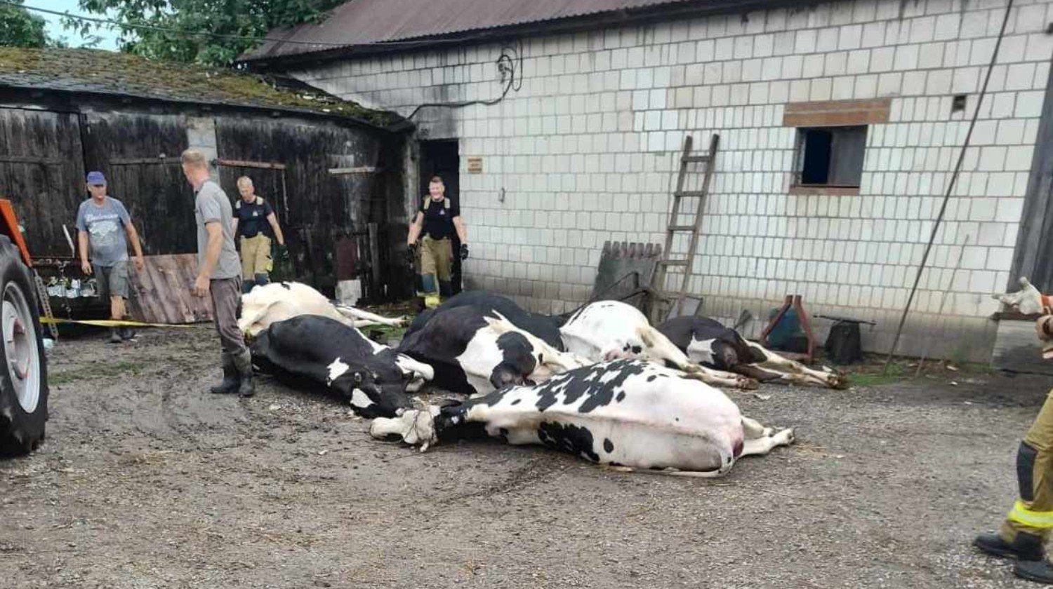 Będą nowe stawki na utylizację padłych zwierząt! O ile zmniejszą się koszty?