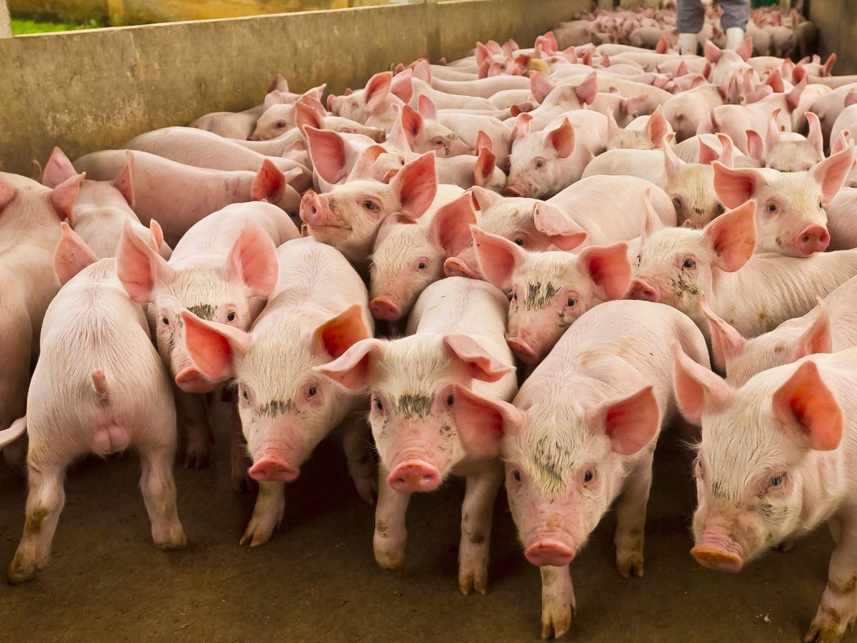 Rusza nabór dla hodowców trzody chlewnej – Rolnictwo 4.0 z dofinansowaniem!