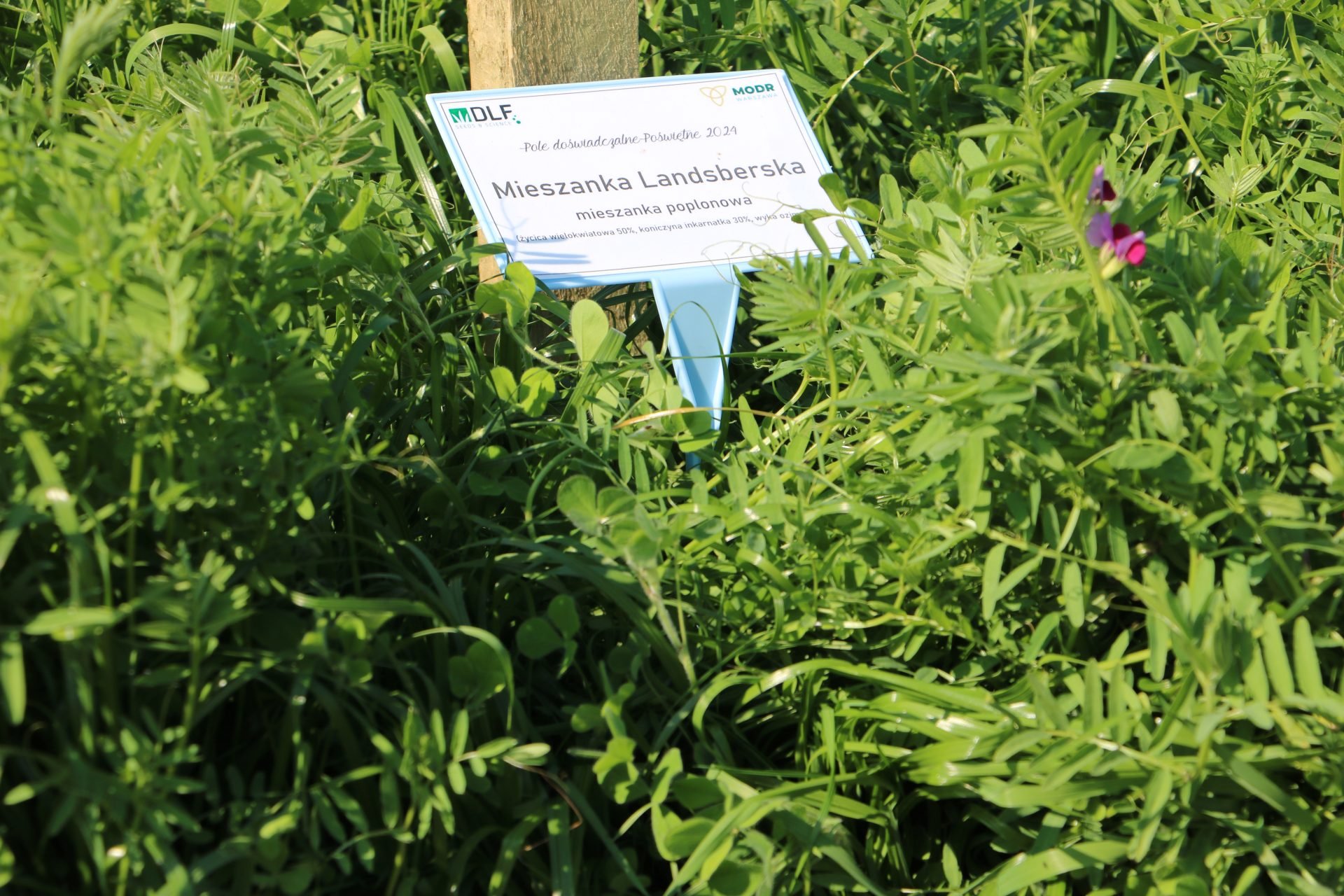 Międzyplony ozime – nie tylko pod ekoschematy. Jaką pełnią rolę w zmianowaniu?