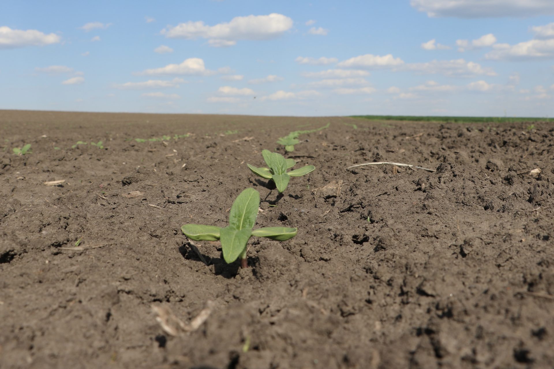 Struktura zasiewów 2024. Znamy wyniki! Duże spadki i wzrosty