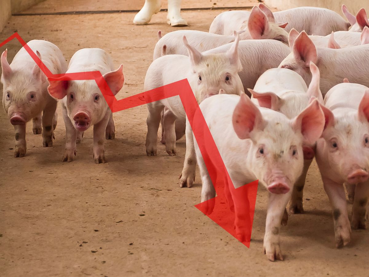 Aktualne ceny świń? Obniżki rzędu 1 zł za kg