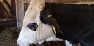 PILNE! BTV-3 wymyka się spod kontroli? Nowe ogniska w 8 województwach zagrażają hodowli bydła!