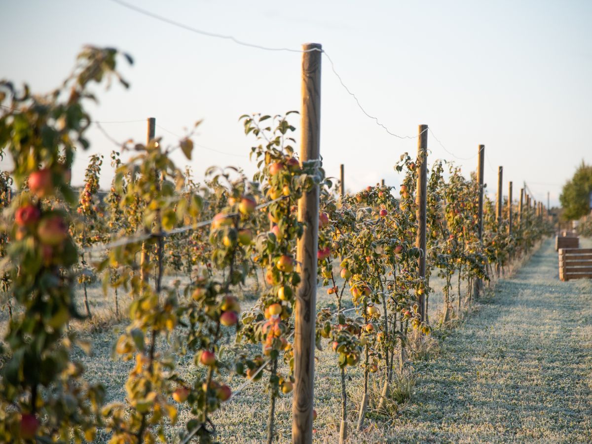 Rekompensaty za przymrozki 2025. Od 1 grudnia rusza nabor wniosków!