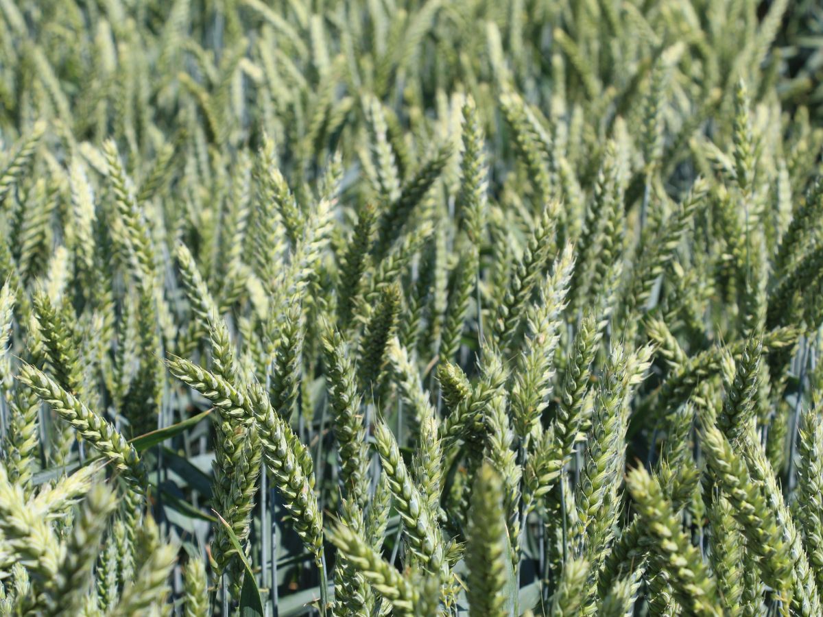 Cena pszenicy: Skrajnie różny stan upraw ozimych w USA i we Francji