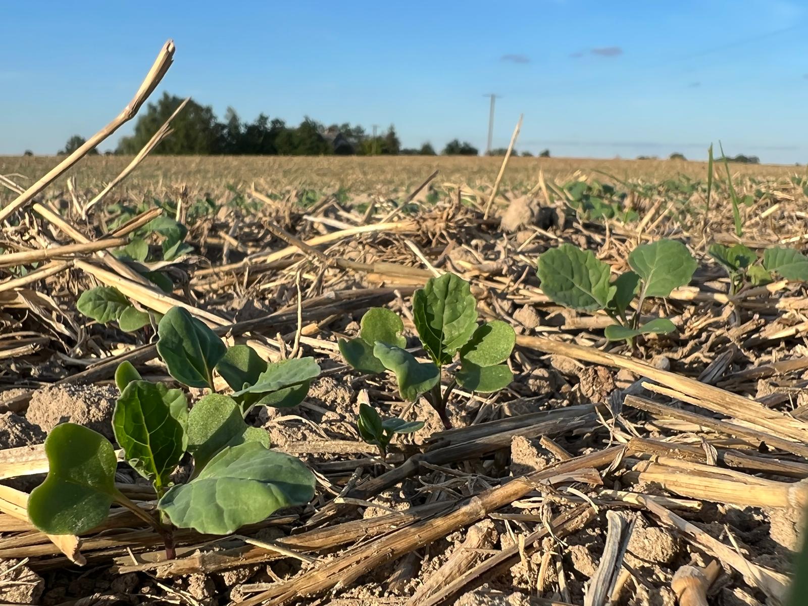Jak przygotować rzepak do okresu zimowego?