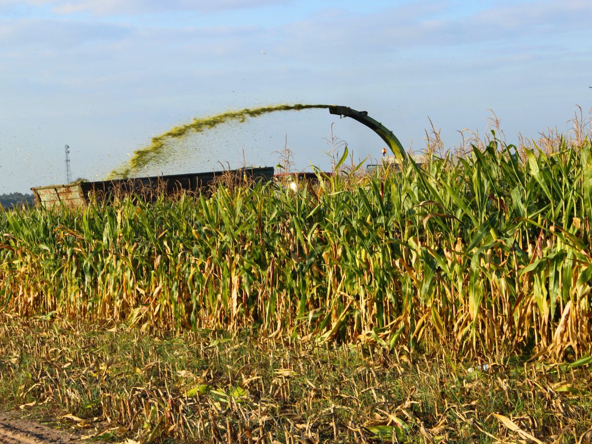 Monitoruj suchą masę kukurydzy – to od tego zależy jakość kiszonki