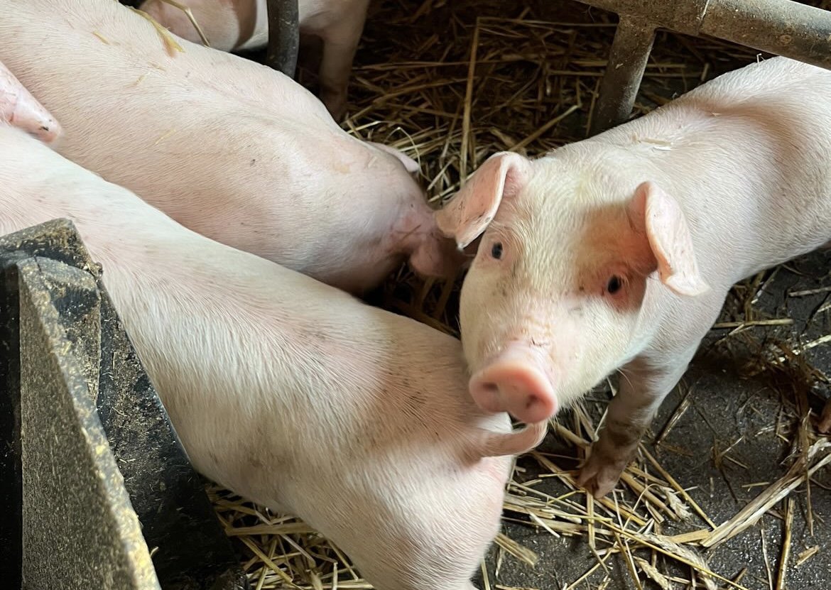 Spada pogłowie loch, rośnie niepewność