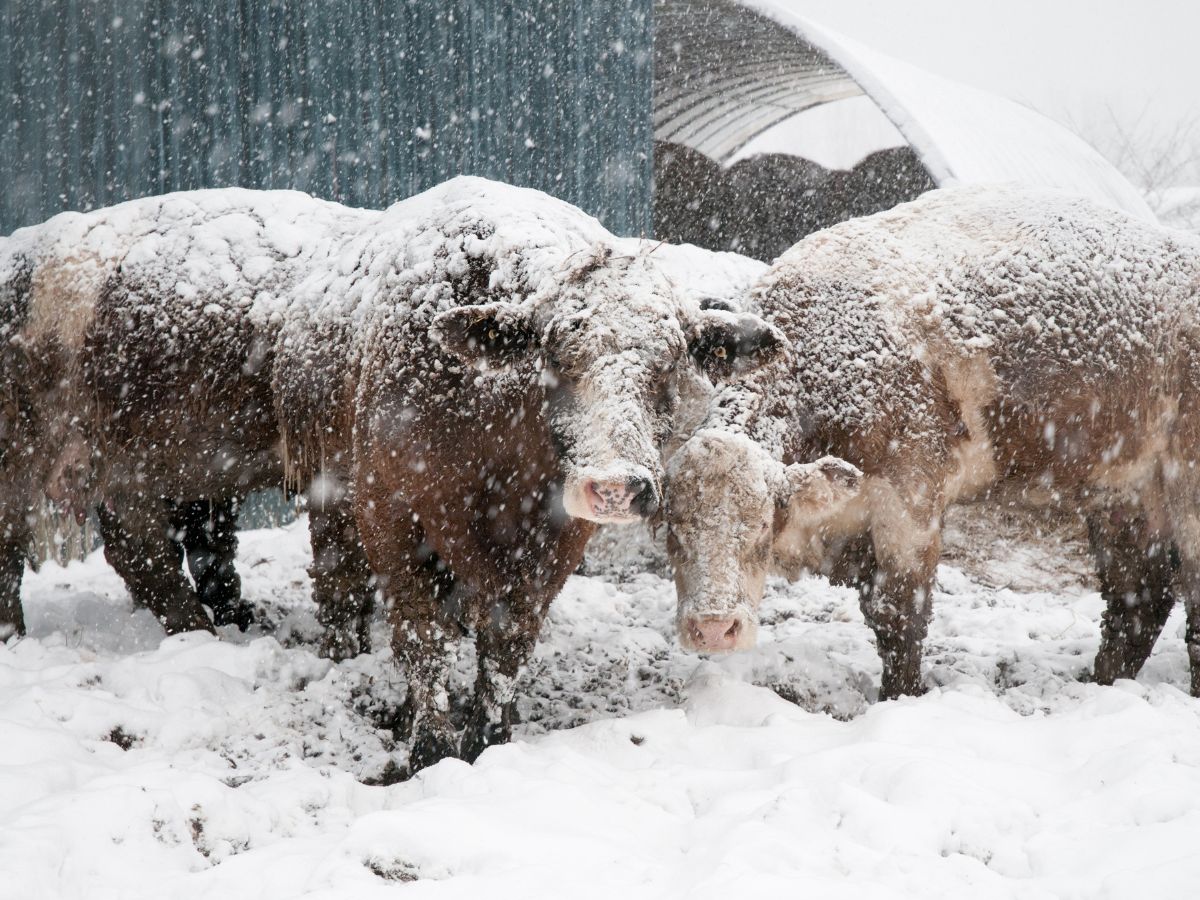 Bydło na mrozie a „nalot” aktywistów. Jak bronić swoich praw w 2026 roku?