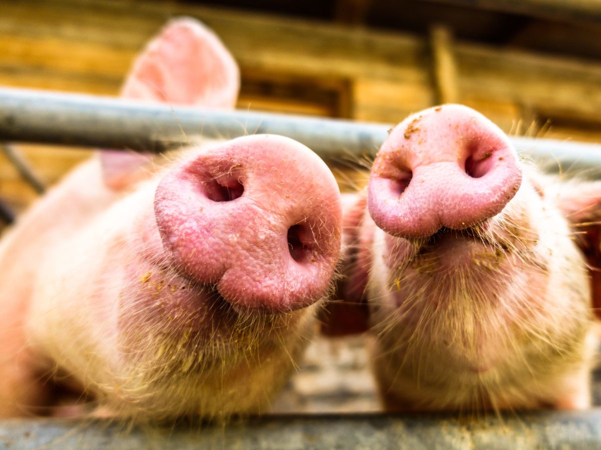 Wydłużony termin na dotacje Rolnictwo 4.0 – złóż wniosek do 4 sierpnia!