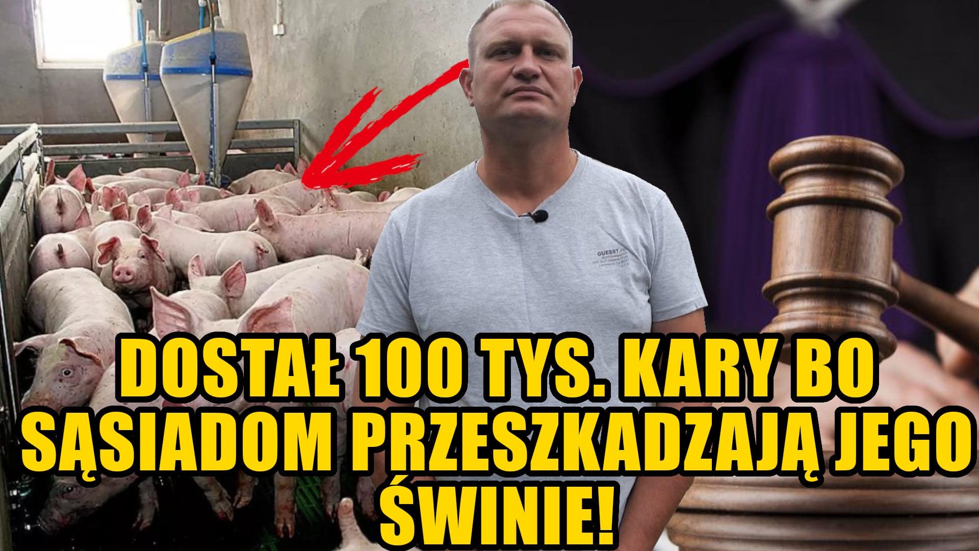 Rolnik z gminy Żgów ukarany na 100 tys. zł – „Świnie przeszkadzają sąsiadom!”