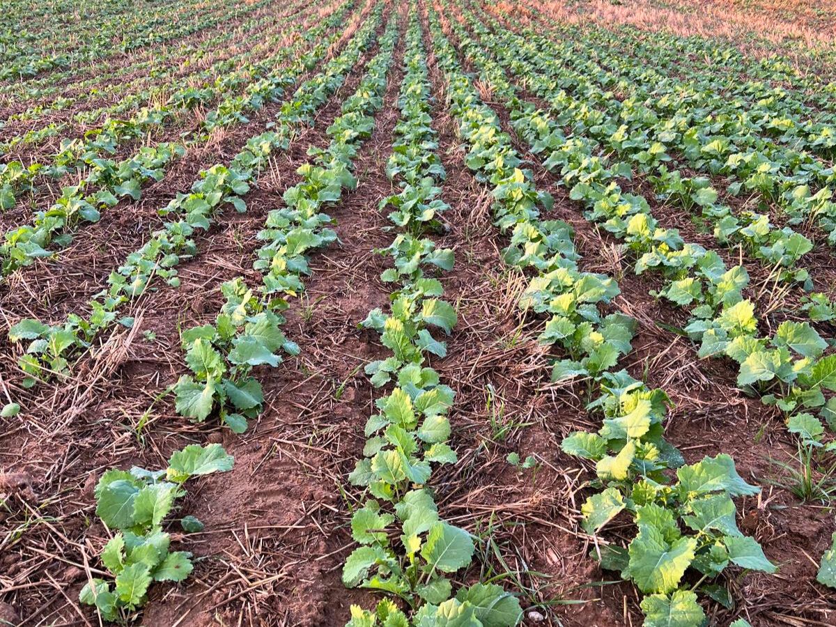 Zwalczanie ostów w rzepaku jesienią – skuteczne herbicydy i sprawdzone strategie ochrony upraw