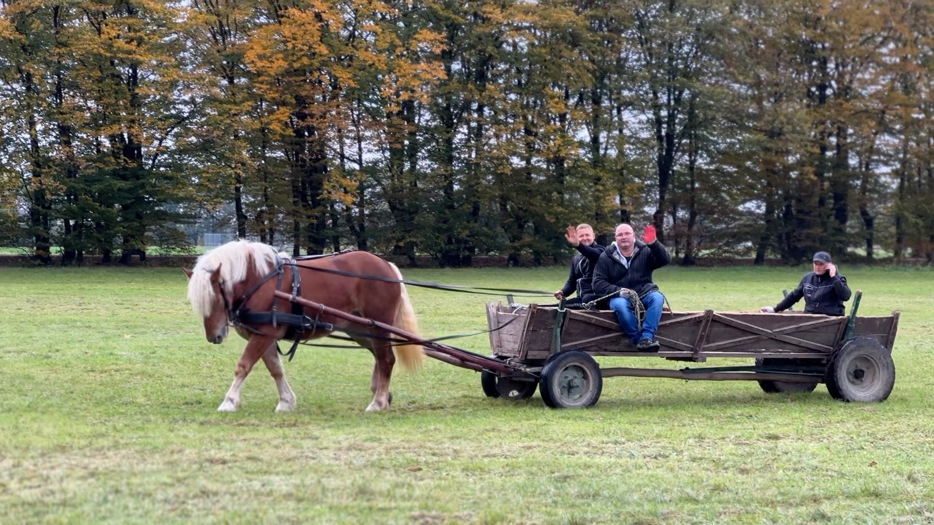 Trzeba zachowywać rasy polskie. Przegląd Klaczy Sokólskich w Szepietowie [ZDJĘCIA]