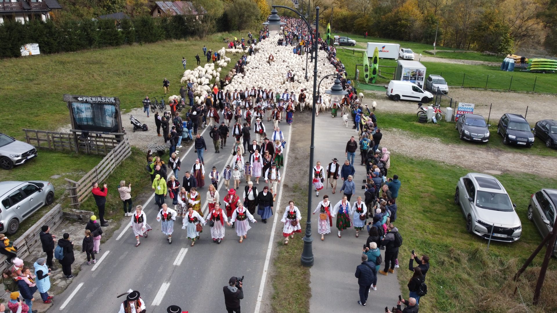 Piękna tradycja góralska! Zobacz jak wyglądał redyk jesienny 2024 w Szczawnicy! [FOTORELACJA]