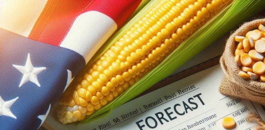 Rekordowe zbiory kukurydzy w USA