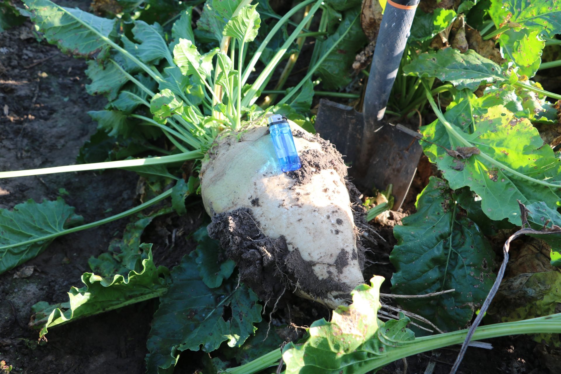 Jak do ochrony buraka cukrowego podeszli plantatorzy z Wielkopolski? Spotkanie polowe z firmą Agromix w Sokolnikach