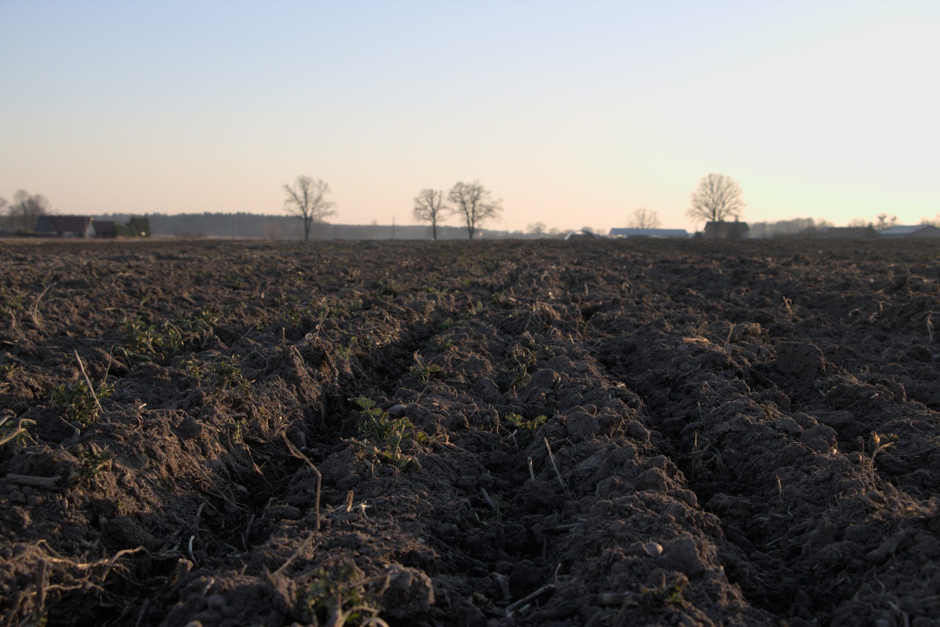 Jesienna uprawa, czyli zdążyć przed zimą. Jakie zabiegi warto jeszcze wykonać?