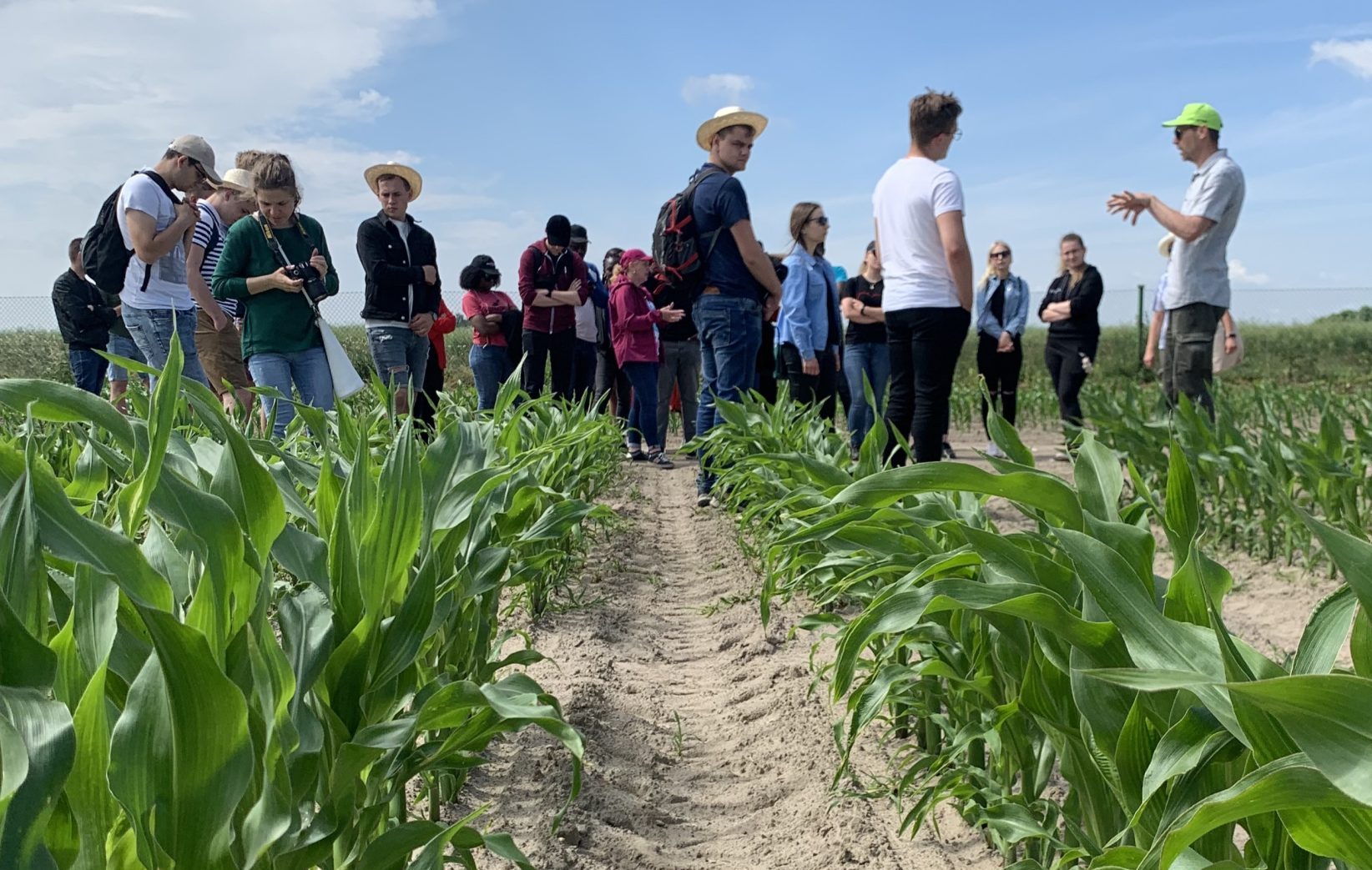 Jak powstają polskie odmiany kukurydzy? Odpowiedzialni za postęp hodowlany