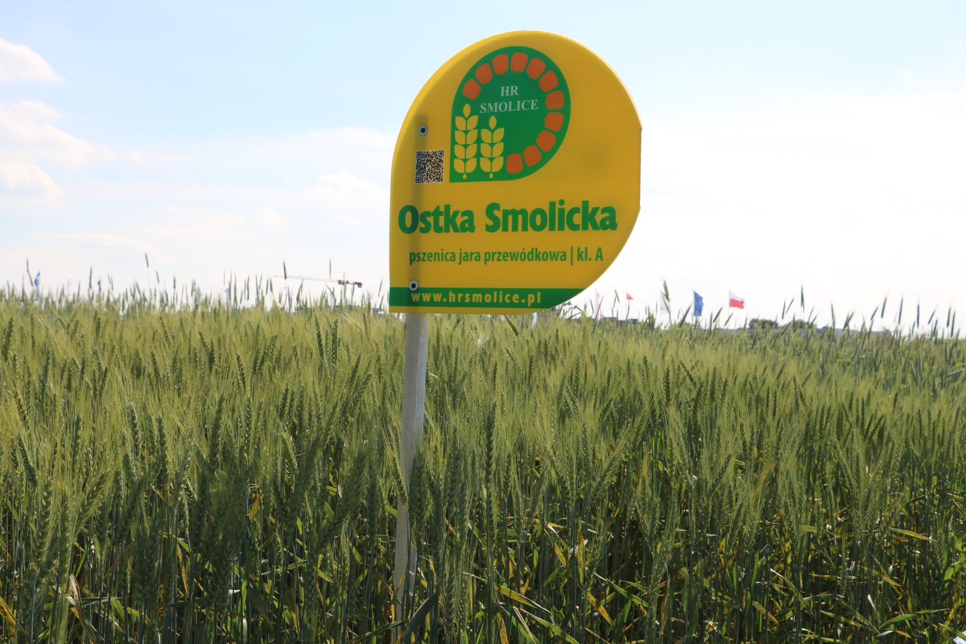 Zboża przewódkowe alternatywą dla siewów wiosennych. choćby 2 tony z hektara więcej!