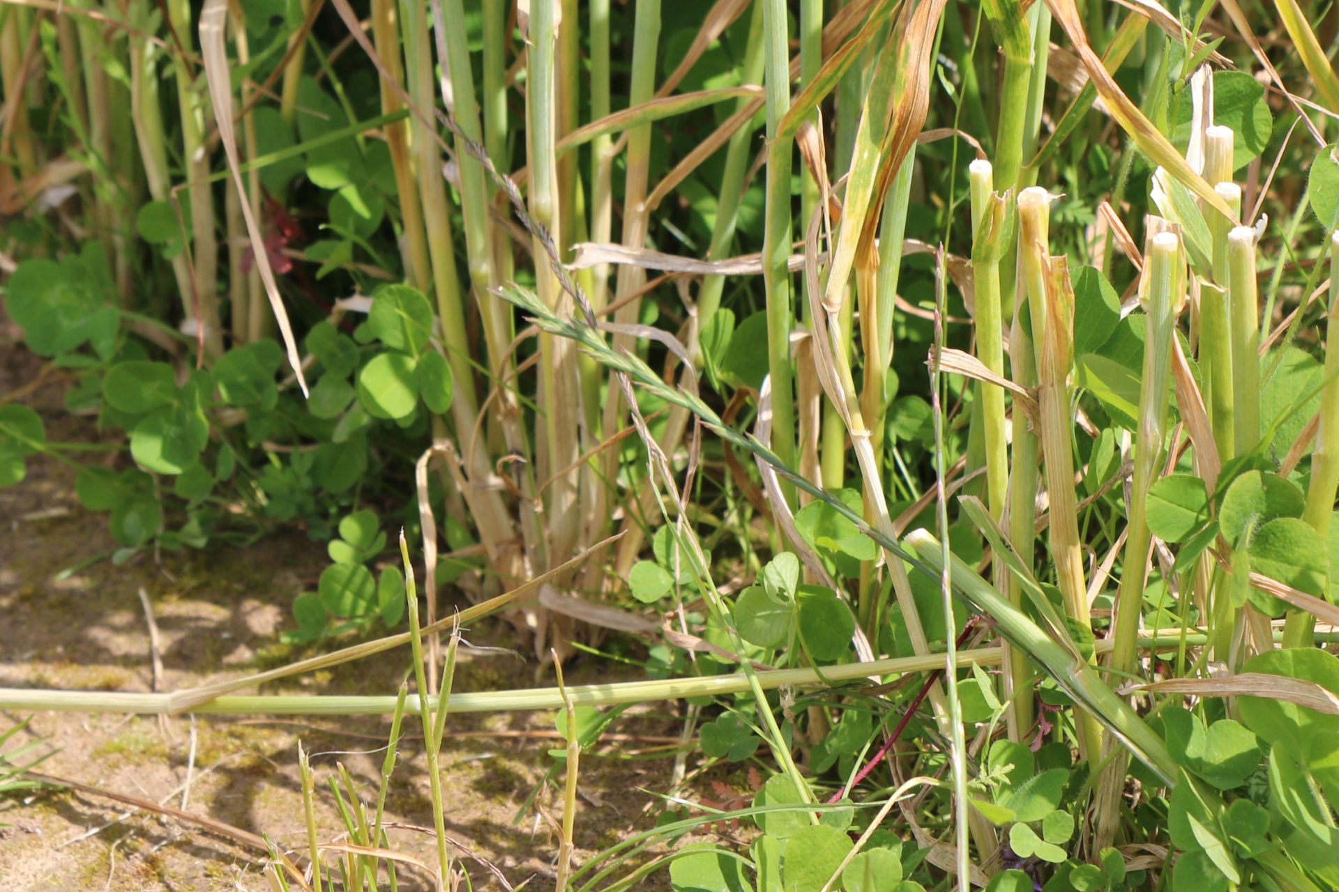 Wsiewki śródplonowe to zbędny wymysł czy realna alternatywa? Sprawdź jak zarobić dodatkowo choćby 500 zł z hektara!