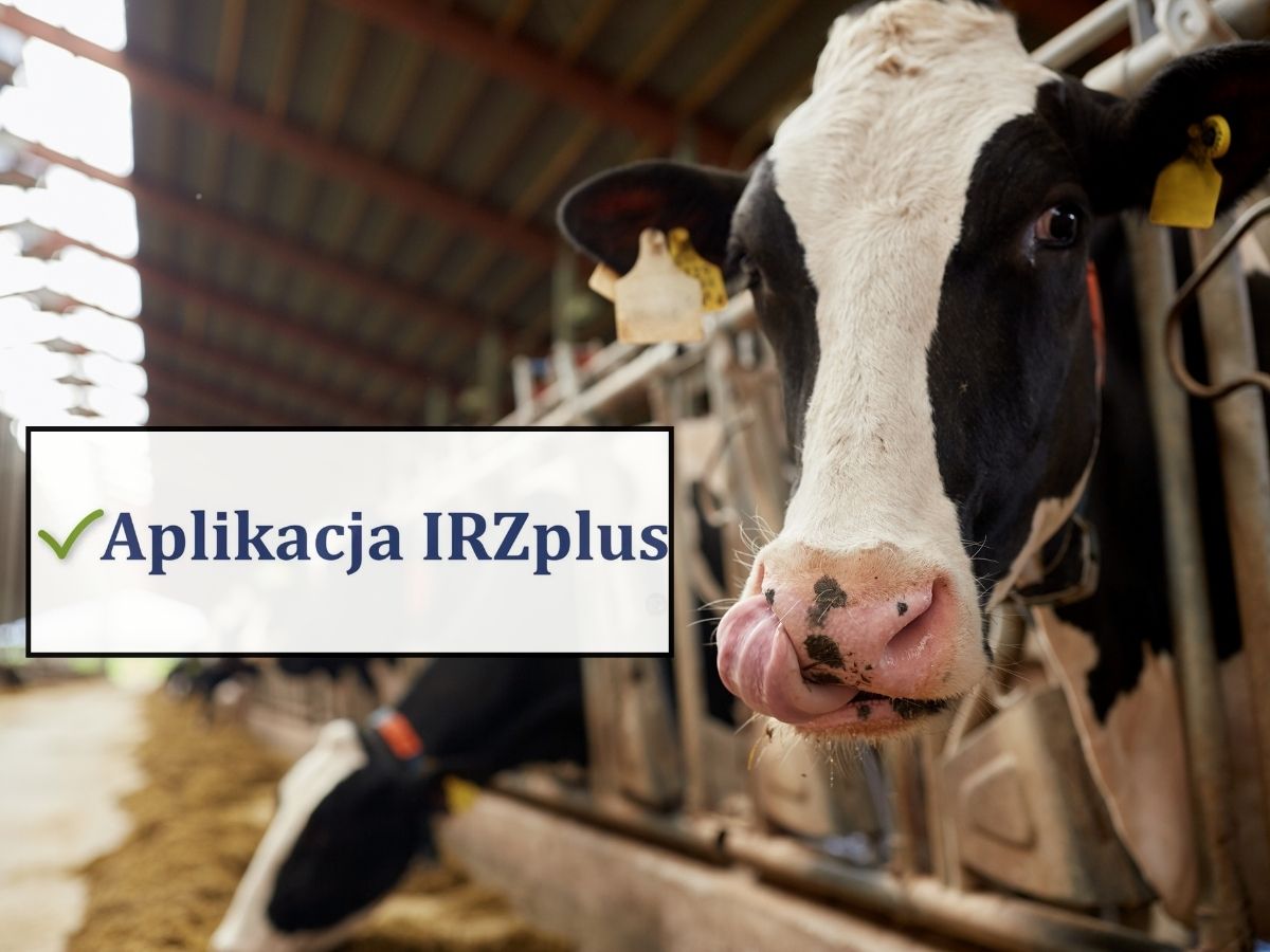 Nowe ułatwienie dla hodowców bydła w aplikacji IRZplus