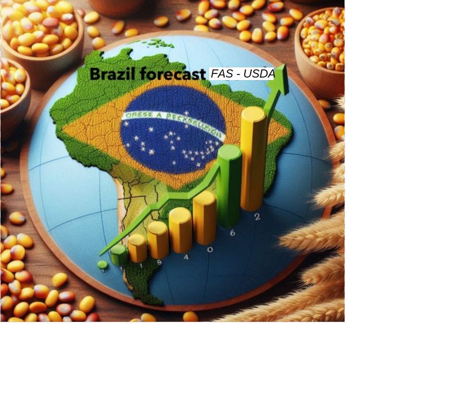 Rekordowe zbiory zbóż i soi w Brazylii drugi sezon z rzędu – CONAB wyżej niż USDA