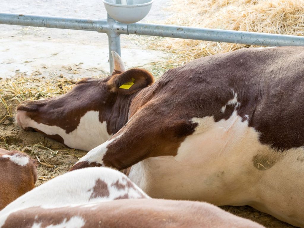 ubezpieczenia zwierząt gospodarskich 2026 ubezpieczenia zwierząt gospodarskich 2026