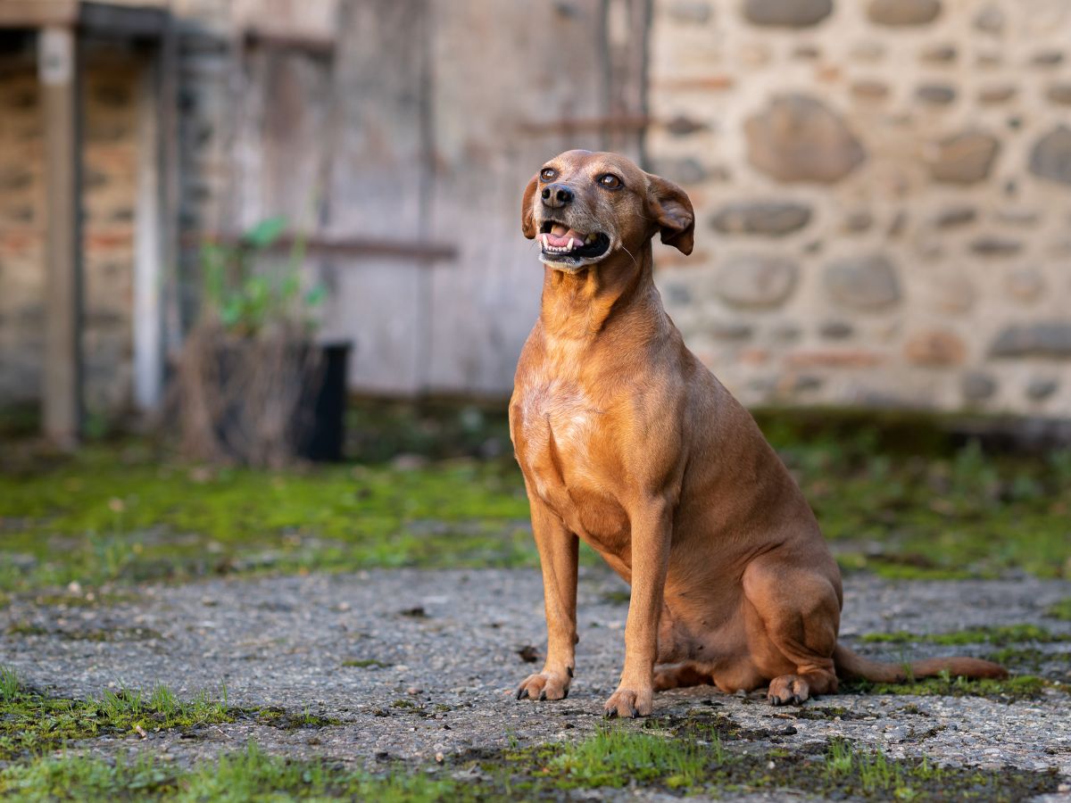 Prezydent zawetował ustawę „łańcuchową”. Co to oznacza dla wsi i rolników?