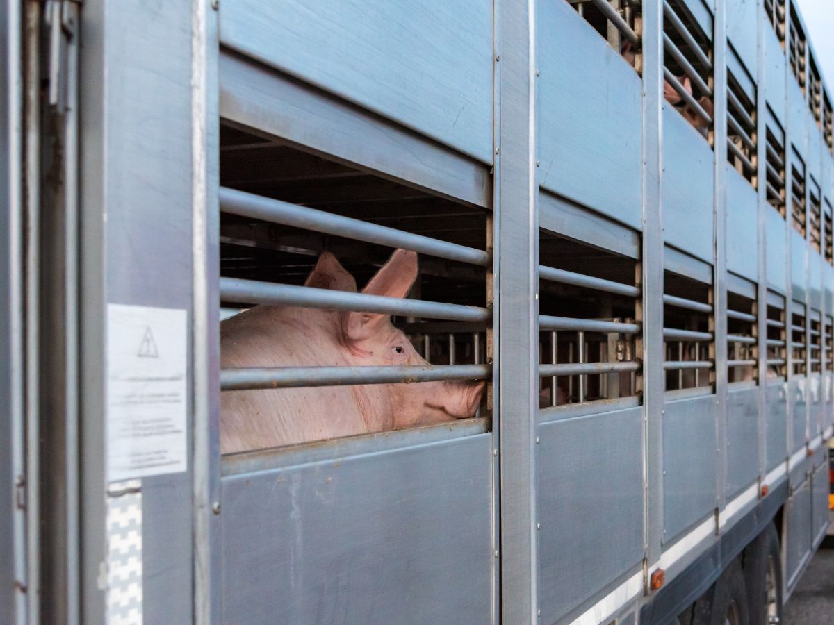 Pomoc finansowa z UE dla hodowców dotkniętych pryszczycą