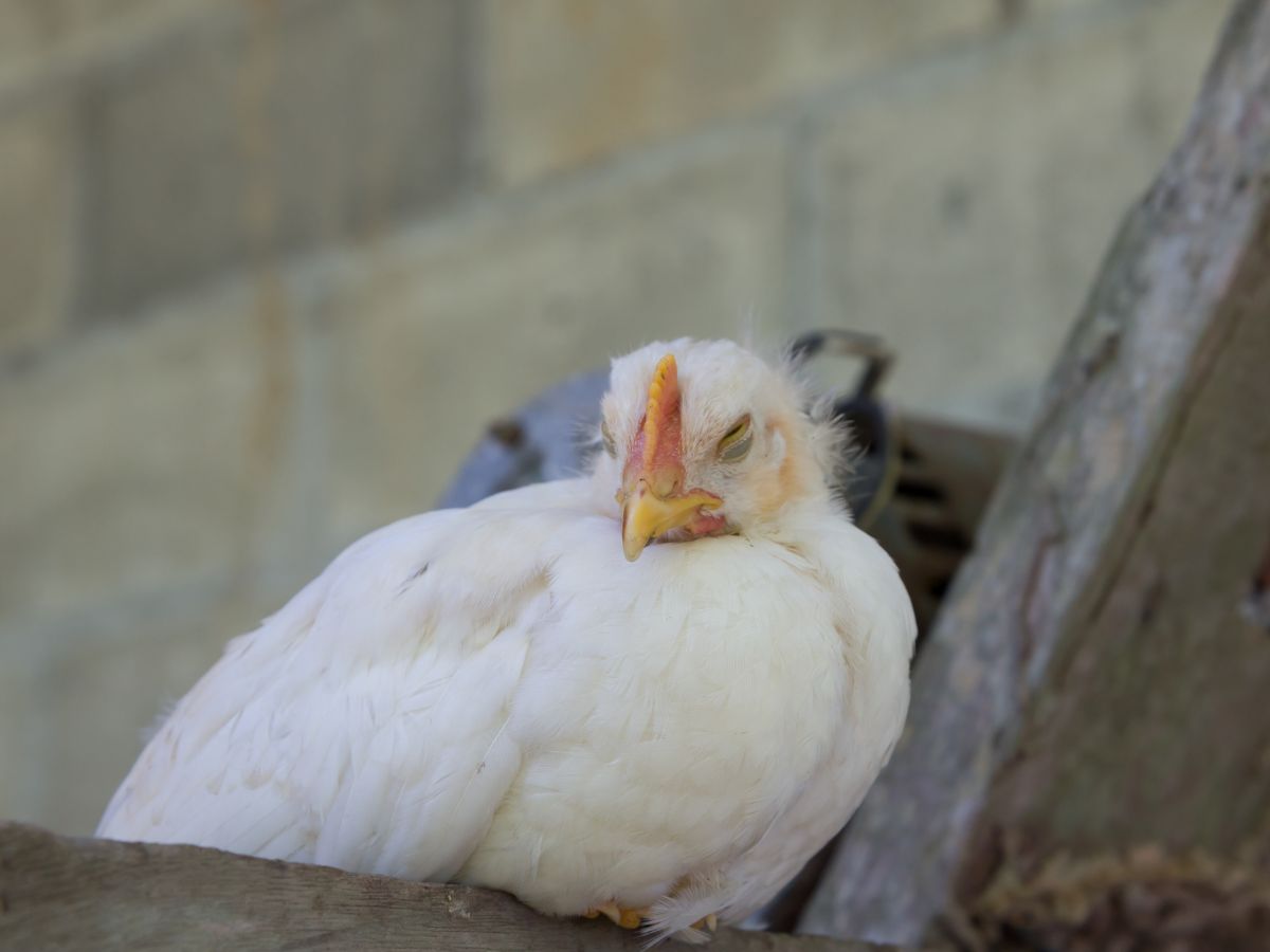 Rzekomy Pomór Drobiu koło Poznania. Sprawdź, które gminy są zagrożone!