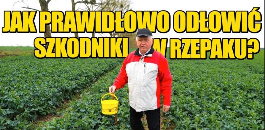 Żółte naczynie