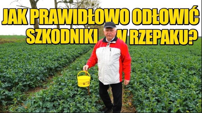 Żółte naczynie