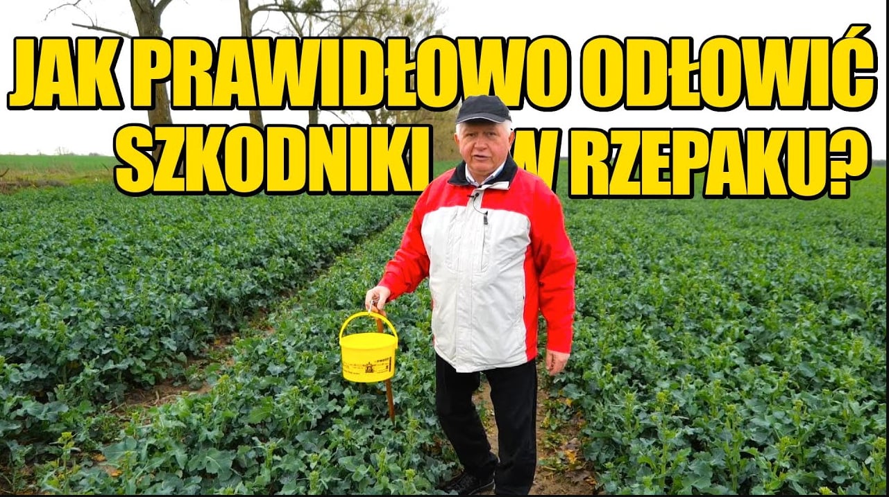 Żółte naczynie to podstawa na plantacjach rzepaku ozimego! Jak je poprawnie użytkować? [INSTRUKTAŻ]