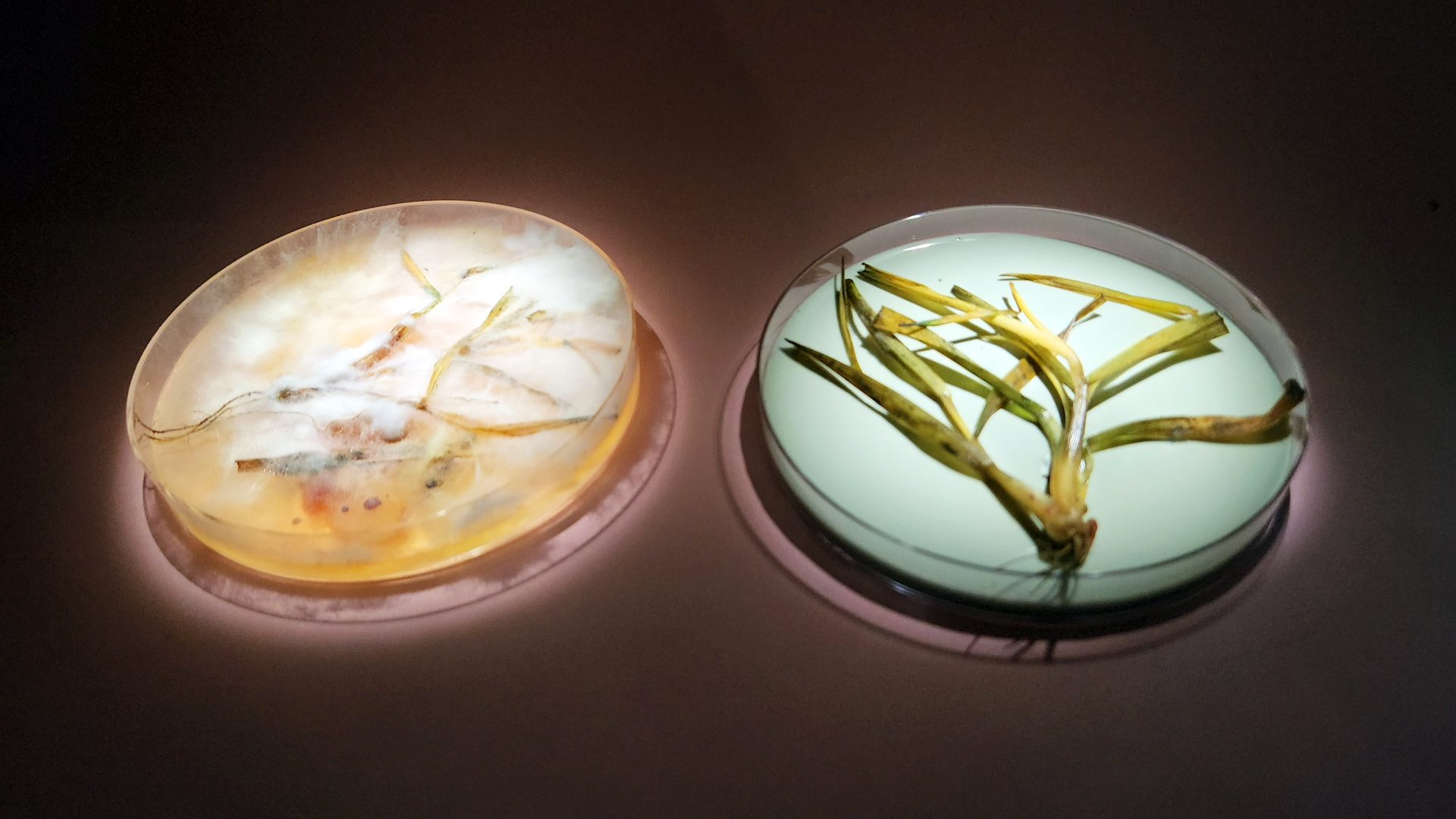 Prowadzenie plantacji zbóż metodą hybrydową – tutaj jest przyszłość ochrony!